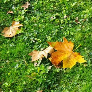 免费人成视频在线影视
